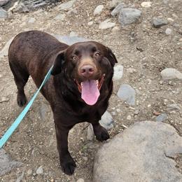 Skye - Chocolate female Labrador Retriever puppy in Elk Grove, California from Labrador Trails