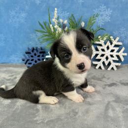 Prancer - Brindle and white female American Corgi puppy in Waskom, Texas from Piney Woods Corgis