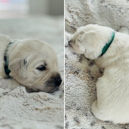 Miss Green - Light golden female Golden Retriever puppy in Pocatello, Idaho from Dusk View Golden Retrievers