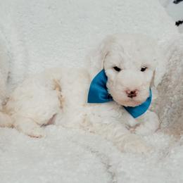 Charlie - White male Bernedoodle puppy in Elkhart, Iowa from Quality Iowa Doodles