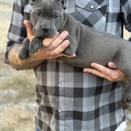 Cane Corso Puppies from Corso Empire