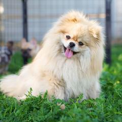 Chikis - Pomeranian