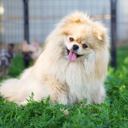 Chikis - Pomeranian
