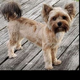 Skittles - Yorkshire Terrier