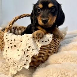 Ivy - Black and tan female Dachshund puppy in Red Bluff, California from Down The Hill Potterdale