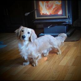Wally - Cream male Dachshund puppy in Morristown, Tennessee from Hillside Hounds