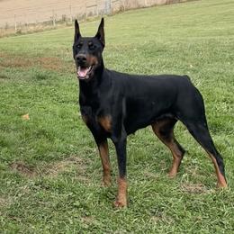 Mecca - Doberman Pinscher