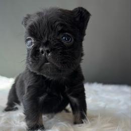 Peggy Jean aka PJ - Black and tan female French Bulldog puppy in Porter, Texas from Whatabulldog