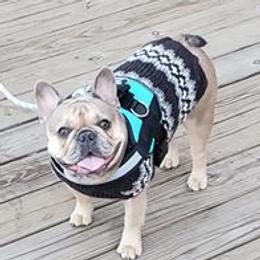 Daisy - French Bulldog
