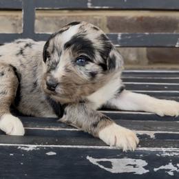 Marigold - Blue merle female Aussiedoodle puppy in Cartersville, Georgia from Simply Blessed Doodles