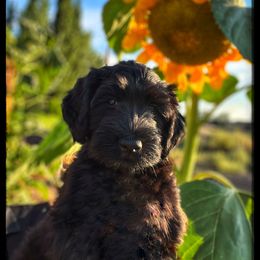 Portuguese Water Dog Puppies from Yellowstone Porties