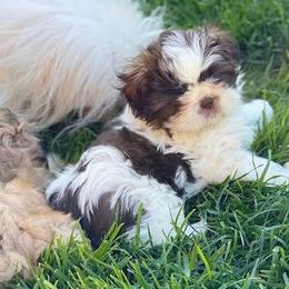 Shih Tzu Puppies from Debora's Shih Tzu
