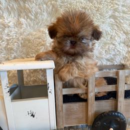 Sparrow - Red and tan male Shih Tzu puppy in Success, Missouri from Sweet Success