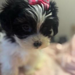 Remmi - Parti female Yorkipoo puppy in Florence, Kentucky from 4paws4ever by Design
