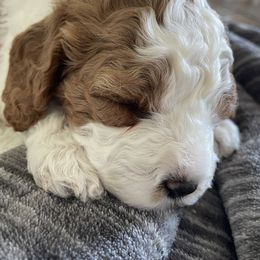 Holly - Apricot female Cavapoo puppy in Redding, California from Cavapoos of NorCal