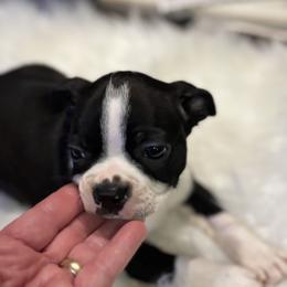 Robin - Black and white male Boston Terrier puppy in Covington, Georgia from Tuxedo Bostons of Atlanta