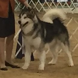 Alaskan Malamute All Grown Up from Illusion Kennel