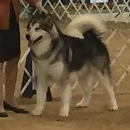 Alaskan Malamute All Grown Up from Illusion Kennel