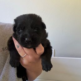 Jasper - Bi-color male German Shepherd puppy in Salem, Virginia from Vom Kylohaus German Shepherds