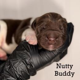 Nutty Buddy - White and brown male Newfoundland puppy in Tully, New York from Bear Paw Newfoundlands
