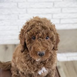 Assorted Doodle Crosses, Bernedoodle, Double Doodle, Goldendoodle, Labradoodle, and Whoodle Puppies from Our Little Farm Life Doodles