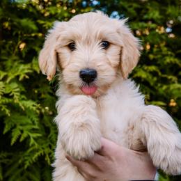 ‘Ginger’ Bread Girl - Cream Goldendoodle puppy in Lake Wylie, South Carolina from Lake Wylie Doodles