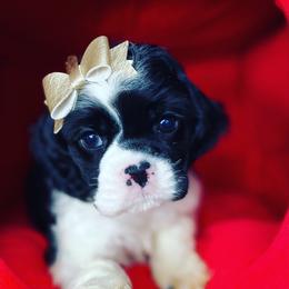Cocker Spaniel Puppies from Cuttin Blue Farms