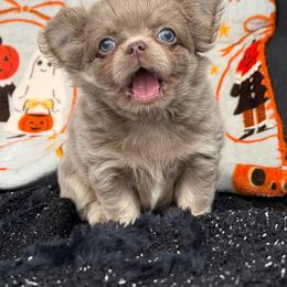 Astro - Chocolate blue male Chihuahua puppy in Newport Beach, California from Exotic City Pomeranians and chihuahuas