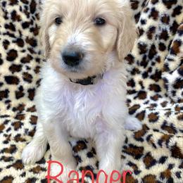 Goldendoodle Puppies from FURever Goldendoodles