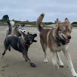 Siberian Huskies from Maine Coast Huskies