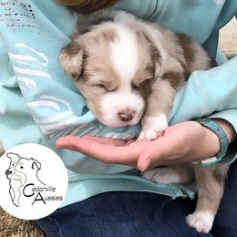 Australian Shepherd Puppies from Cedarville Aussies