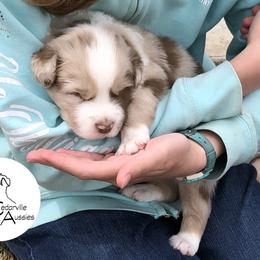 Australian Shepherd Puppies from Cedarville Aussies