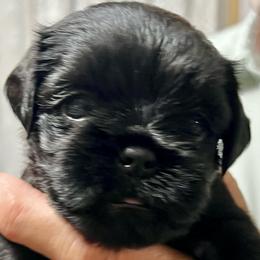 Augie - Black female Brussels Griffon puppy in Easley, South Carolina from Full of Shih Tzus