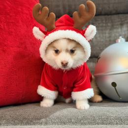 Kahula chocolate female - Chocolate female Pomsky puppy in Enid, Oklahoma from Mile Hi Pomskies