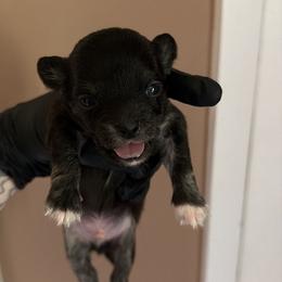 Remus - Black and tan male Chihuahua puppy in Knowlton Township, New Jersey from Augenblick Kennels