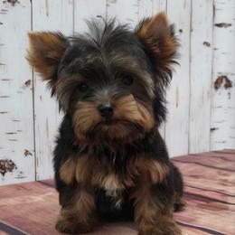 Henry TEACUP - Black and tan male Yorkshire Terrier puppy in Monticello, Iowa from Ashley’s Puppies