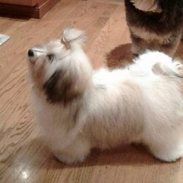 Havanese Puppies from SunWyst Havanese