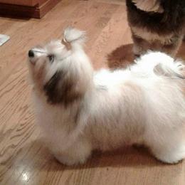 Havanese Puppies from SunWyst Havanese