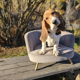 Cotton candy 'Violet' - Black brown and white female Basset Hound puppy in Valley, Washington from Peaceful Valley Paws