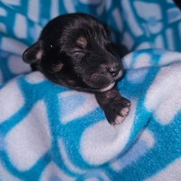 Peter Pan - Black and tan male Companion Cross puppy in Decatur, Illinois from We R Puppies