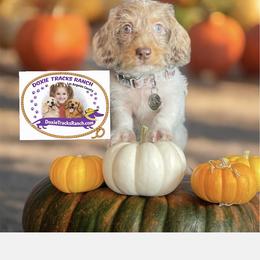 Dachshund Puppies from DTR