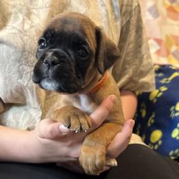 Dolly - Fawn female Boxer puppy in Taft, Tennessee from Hillbillie Boxers