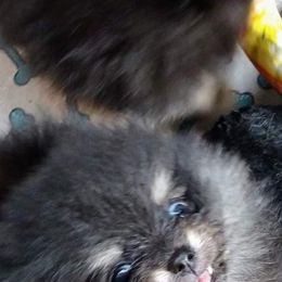Pomeranian Puppies from Gigi’s Pocket Poms
