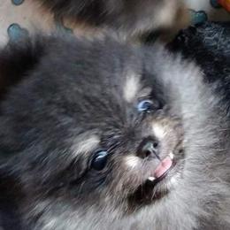 Pomeranian Puppies from Gigi’s Pocket Poms