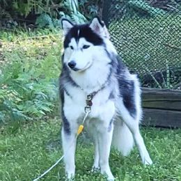Siberian Huskies from Patton Huskies