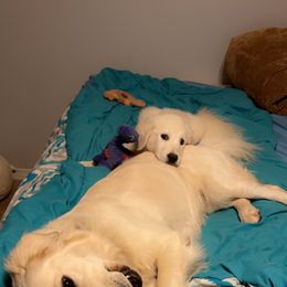 Golden Retriever Puppies from Panhandle PawsNClaws