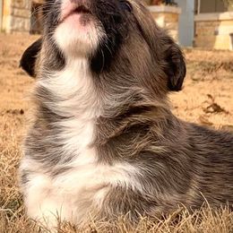 Pembroke Welsh Corgi Puppies from Diamond G Corgis