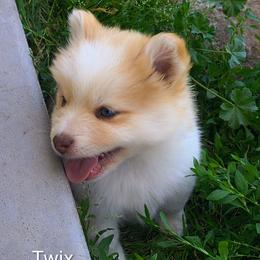 Twix - Wolf sable male Pomsky puppy in Blackfoot, Idaho from Snake River Pomskys