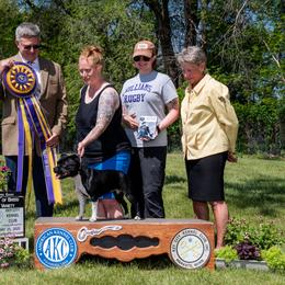 Staffordshire Bull Terrier All Grown Up from Equinox Staffords