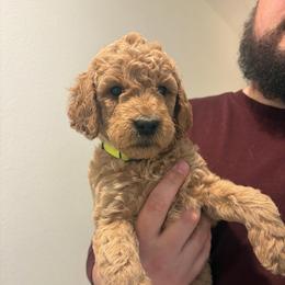 Helaena - Apricot female Goldendoodle puppy in Richmond, Texas from Harper’s Heartbeats